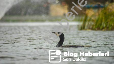 clubaquatix.com ile Sapanca’da Ailecek Keyifli Bir Tatil